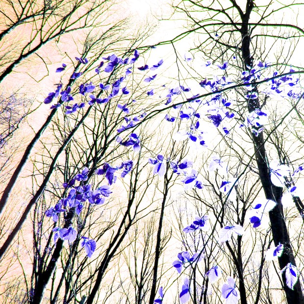 Papillons de la forêt-VIOLET